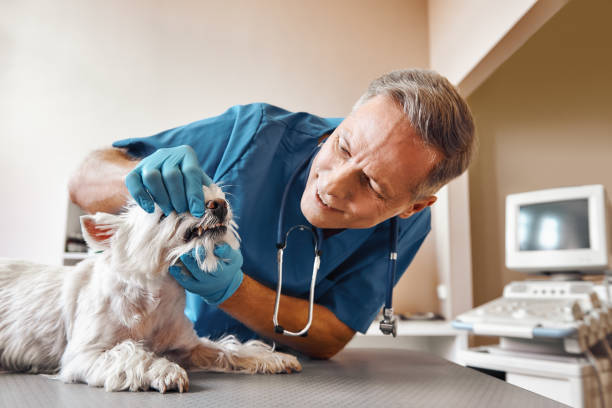 Best Mobile Emergency Dentist in Troy Hills, NJ